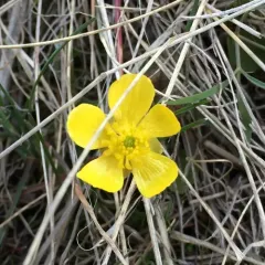 sagebrush buttercup thumbnail 2