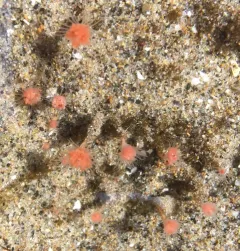 Pink-mouth Hydroid thumbnail 2