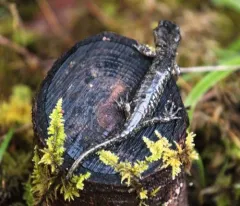 Wandering Salamander thumbnail 2