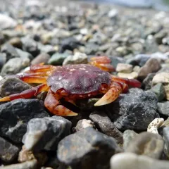 Purple Shore Crab thumbnail 4
