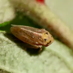 Raspberry Leafhopper thumbnail 3