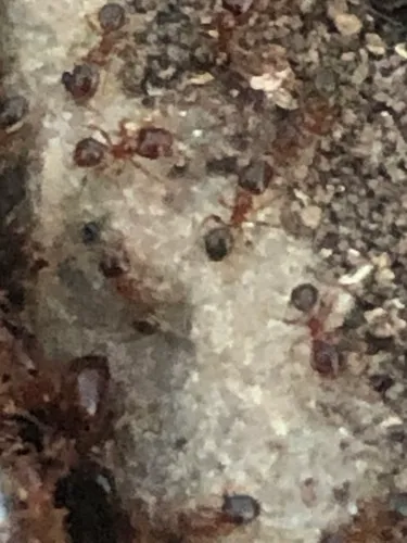 California Big-headed Ant