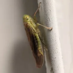 Chlorotettix tergatus thumbnail 1