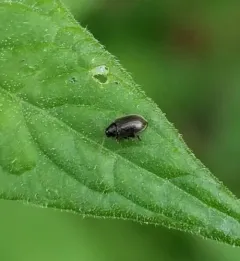 Sweetpotato Flea Beetle thumbnail 3