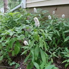 Gooseneck Loosestrife thumbnail 1
