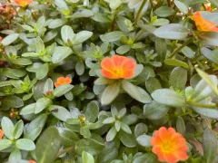wingpod purslane thumbnail 4