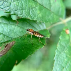 Dialysis elongata thumbnail 1