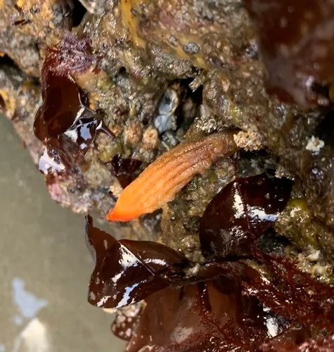 Long-stalked Sea Squirt
