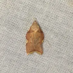 Oak Lantern thumbnail 1