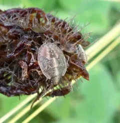 Nerve-winged Stink Bug thumbnail 2