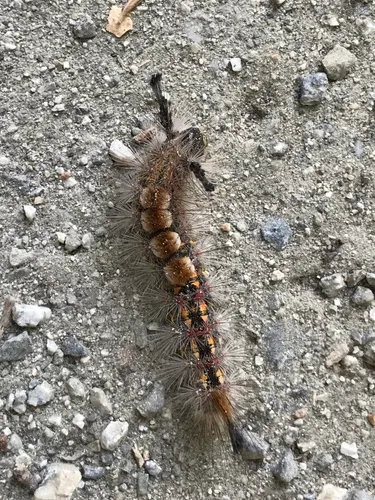 Western Tussock Moth