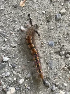Western Tussock Moth thumbnail 1