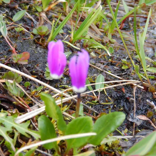 Northern Shooting Star