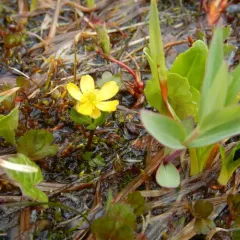 Eschscholtz's Buttercup thumbnail 2