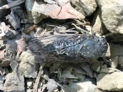 Somber Cicada thumbnail 2