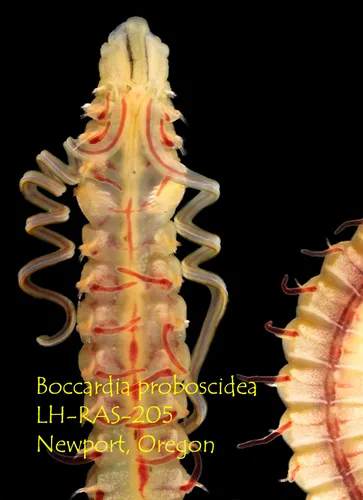 Shell Worm