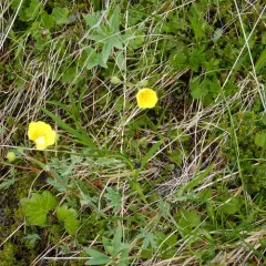 Blueleaf Cinquefoil thumbnail 3