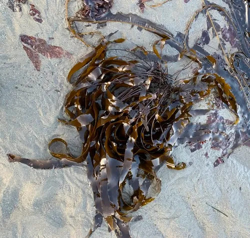 dense-clumped kelp