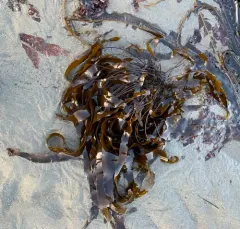 dense-clumped kelp thumbnail 1