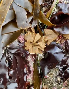leather bryozoan thumbnail 4