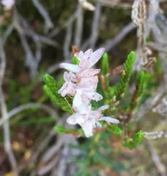 Exobasidium cassiopes thumbnail 4