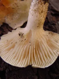Hygrophorus sordidus thumbnail 3