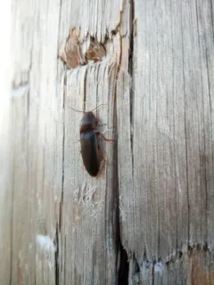 Ampedus rhodopus thumbnail 3