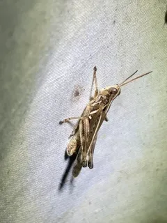 Spotted-winged Grasshopper thumbnail 2