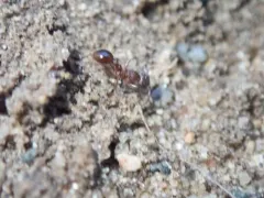 American Furrowed Ant thumbnail 1
