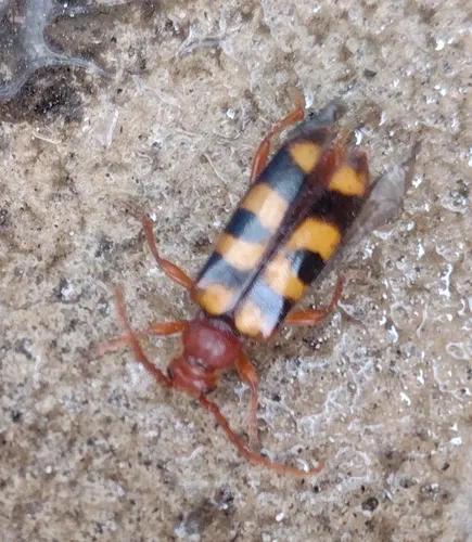 Xestoleptura crassicornis