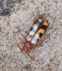 Xestoleptura crassicornis thumbnail 1