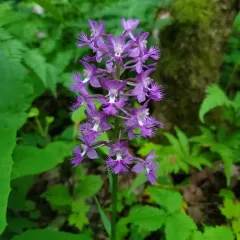 Greater Purple Fringed Orchid thumbnail 3