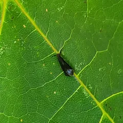 Black Dancer Caddisfly thumbnail 3
