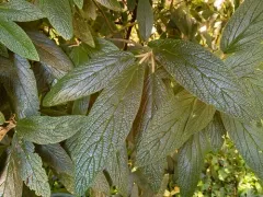 Leatherleaf viburnum thumbnail 4