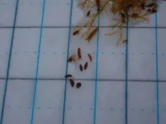 Acoellous turbellarian flatworm thumbnail 1