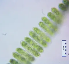 Spondylosium pulchrum thumbnail 1