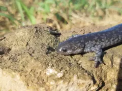 Small-mouthed Salamander thumbnail 4