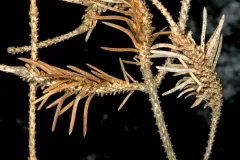 white spruce shoot gall midge thumbnail 2