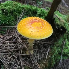 Frost's Amanita thumbnail 5