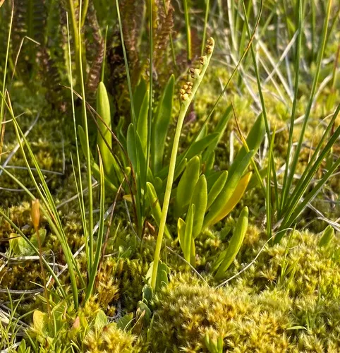 little grapefern