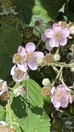 elmleaf blackberry thumbnail 2