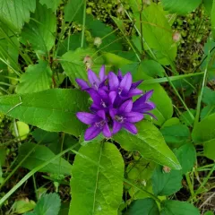 clustered bellflower thumbnail 3