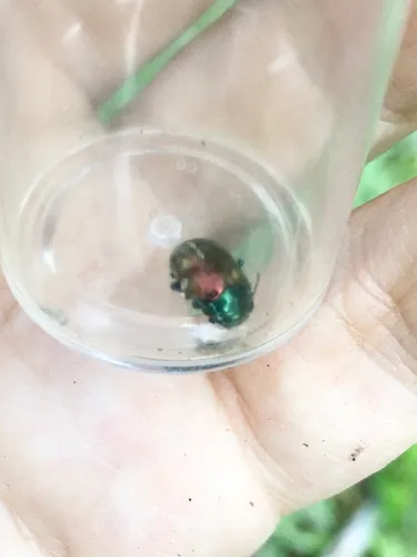 Gold-winged Leaf Beetle