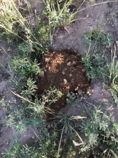 Western Pocket Gopher thumbnail 2