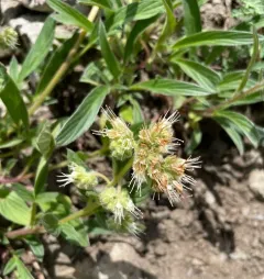 Narrow-sepal Scorpionweed thumbnail 3