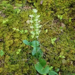 Round-leaved Bog Orchid thumbnail 2