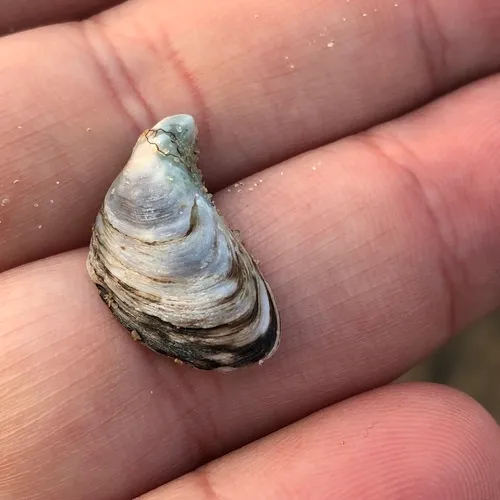 Quagga Mussel