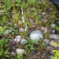 Slender Ladies' Tresses thumbnail 3