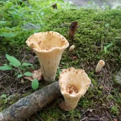 Turbinellus kauffmanii thumbnail 3