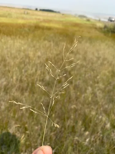 lemmon's alkali grass